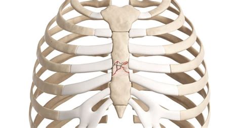 barrel compression test sternal fracture|sternum fracture symptoms.